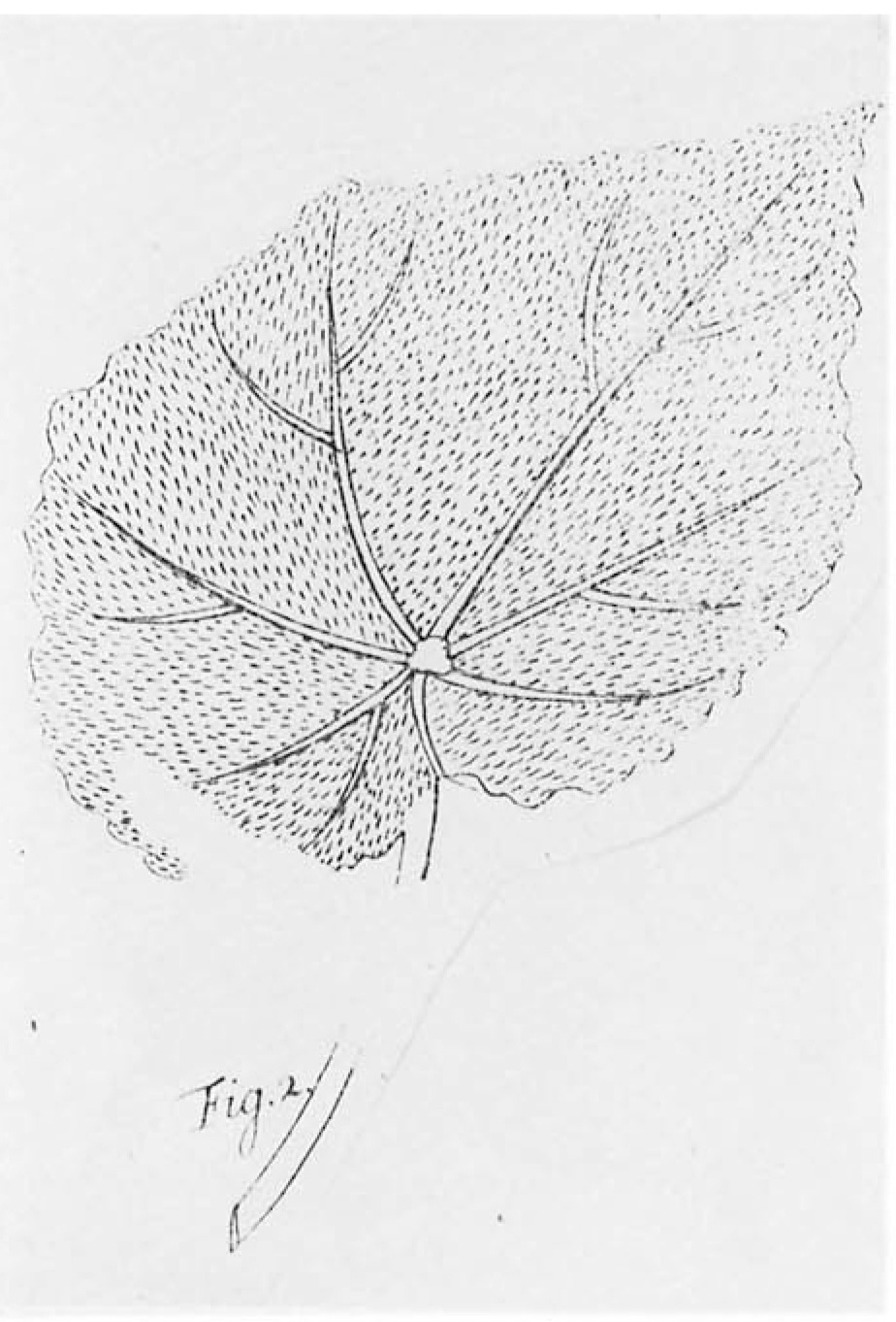 B. repens